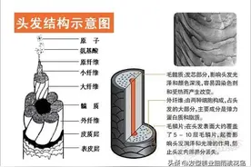 毛发的结构图片