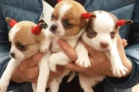 为什么在狗界，“回交”是很常见的事情？图片