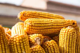 玉米：落声一片！山东跌破1.4图片