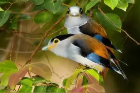 46种奇特的鸟欣赏图片