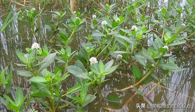 踏春必备“百草图”之三，身边那些有价值的野草，你能认识几种？