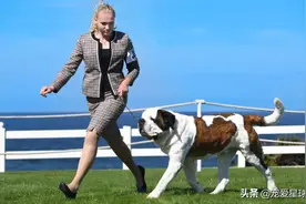 百科 | 圣伯纳犬，拥有超萌力的瑞士铁汉图片
