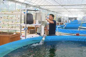 石头缝蹦菜大桶里养鱼，大叔奇葩操作颠覆想象，3亩大棚年入81万图片