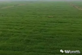 什么是基本农田，基本农田可以种植什么作物？图片