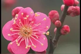 什么是命里的定数？图片