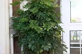 俗话说：客厅见树、不富也发！8种吉祥树，客厅养一盆，大气吉利图片