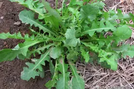 沈阳的春天离不开挖野菜，现在哪里的婆婆丁长势喜人？图片