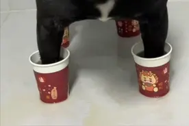 碘伏是养狗神器？碘伏对狗狗来说的5个妙用，一年轻松省下大几千图片