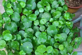 别小看铜钱草，换一种方式来养，更有格调更旺盛，太大气养眼了图片