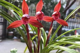 “阴气重”的花，赶紧拔了，这种“吉利花”能旺家，有钱人喜欢养图片