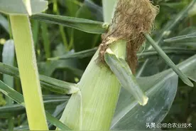 朋友们，你今年种植的玉米品种是哪个？马耳朵还是紫秆紫叶品种图片