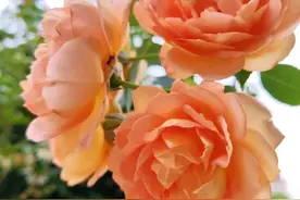 为什么男人能够跟婚外情人保持长久关系。图片