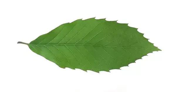 千万别小瞧了天天喝的茶，所有的树叶都能制茶吗？茶叶树叶的区别