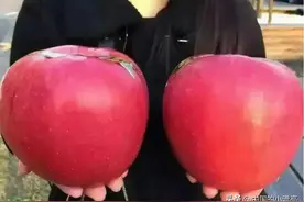 世界上最大的苹果，一个重达3斤，价格更是贵到离谱，吃不起图片