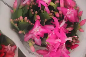 蟹爪兰“打蔫没精神”，可能是好心办了坏事，赶快“纠正”过来图片