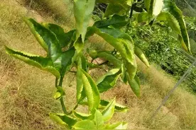 什么是作物硼中毒？（作物硼中毒症状）（一）图片