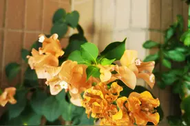 婚外情：女人背叛婚姻后，是否会回归家庭，分不同情况图片