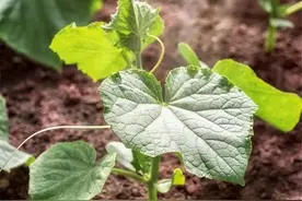 黄瓜在每个生长期施肥的方法和用量图片