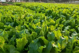 拟入选全国名录！这种吴江菜你认识吗？图片