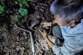 男子车内藏有一只捕抓的“麂子”，当即被抓捕！高安两男子“搞野味”被采取刑事强制措施图片