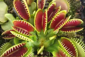 世界上真的有食人花吗？图片