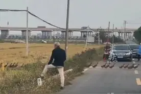 被萌到了，一群鸭子过马路足足有十几分钟，车主都停车礼让小鸭子图片