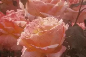 生气时哄对象的服软小情话图片