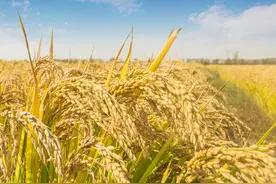 4月8日国内各地稻谷价格发布图片