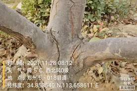 树干干裂、发黑是怎么回事？如何应对？图片