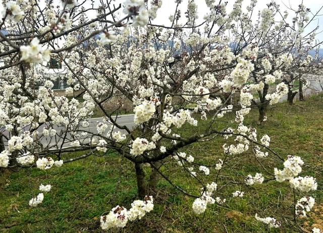 樱桃花开了！来乌当赴一场春暖花开之约