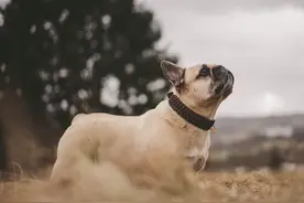 44.7 GB ！遭前雇员“叛变”，俄版百度 Yandex 几乎所有源代码泄露图片