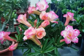 新手养沙漠玫瑰，牢记掌握2个技巧，枝繁叶茂养成小老桩图片