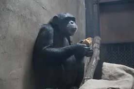 沈阳森林动物园“新顶流”黑猩猩疯狂“营业”！图片