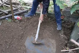 江苏一退休大爷，85年结婚在老家院里埋了6瓶茅台，如今酒怎样了图片