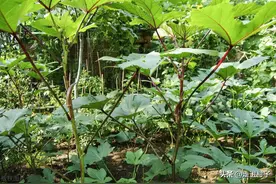 三种非常不错的蔬菜，多雨季节都不怕，每年都要种植一些图片