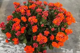 容易被水浇死的花，养不活都是由于手太勤图片