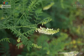 抗癌中草药十八：苦参图片