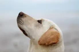 六畜兴旺—狗图片