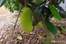 长、短孟尖榴莲蜜，种植了5年，现在怎么样了图片