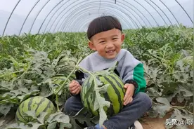 西瓜亲子采摘 | 这个六一，给孩子来点不一样的欢乐图片