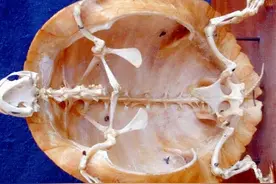 进化论的终极bug：乌龟，如何成为科学家们的“噩梦”？图片