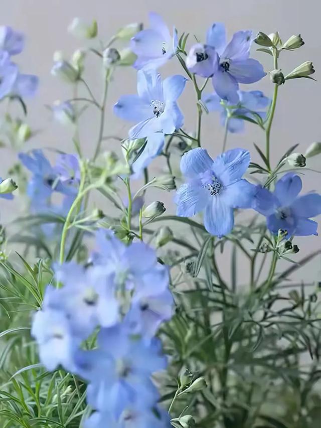 优雅冷艳易爆盆,花园中耀眼夺目的蓝色系草花