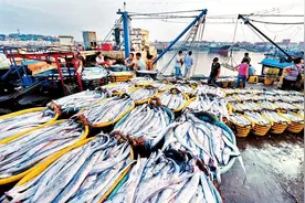 一年出水100万吨！“烂大街”的带鱼背后，其实暗藏枯竭危机?图片