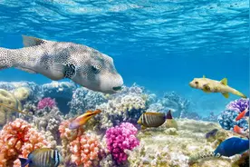 “上得厅堂，下得厨房”，主外能事业有成，主内能家运昌盛的星座图片