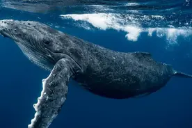 蓝鲸为何能长那么大？抢占底层资源，自己种粮食自力更生图片