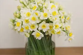 5种“剧毒花”，新手小白不要养，别花没养清楚，人还进了医院图片