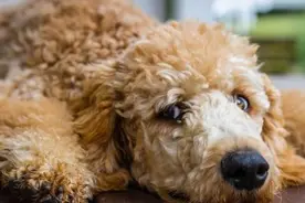 泰迪犬开始变老，从这些表现上，就能看出来图片