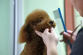 若你养了泰迪，不妨看看这篇文章，也许你会收获很多图片