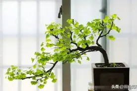 常见的银杏，原来这样做，才能做出漂亮的盆景造型！图片