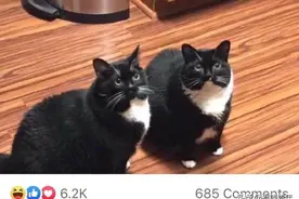 走丢1只猫，找回来5只一模一样的！网友：笑死，赚翻了！图片